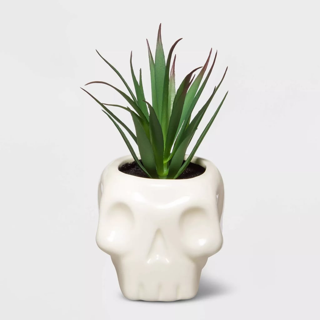 Target Large Skull with Succulent