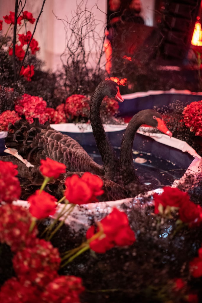 The Black Swans