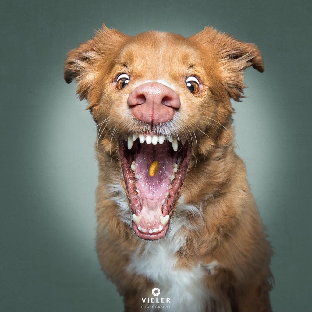 Dogs Catching Treats Photo Series