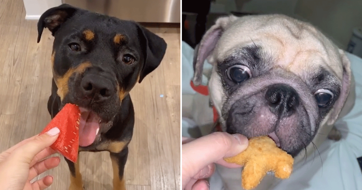 33 Videos of Dogs on TikTok Doing the Small Bite Challenge POPSUGAR Pets