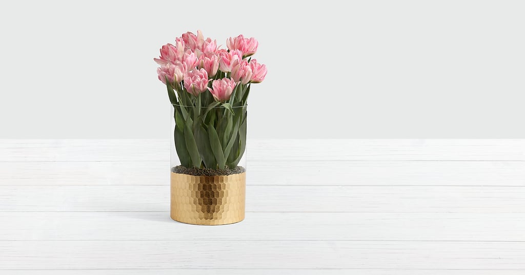 Luxury Pink Foxtrot Tulip Bulb Garden