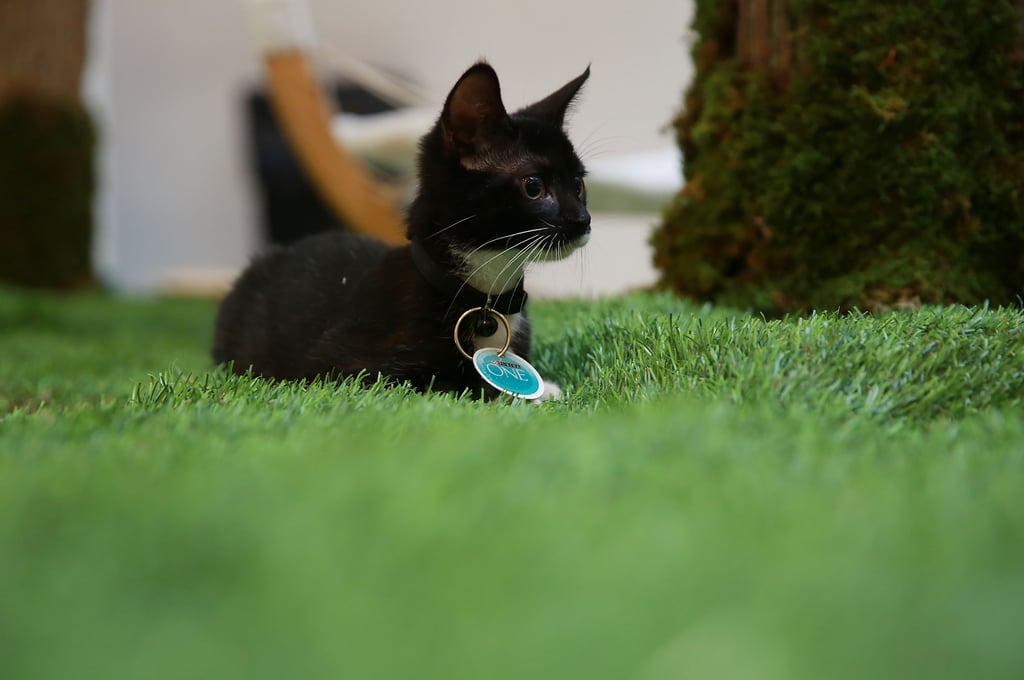 Purina ONE Cat Camp