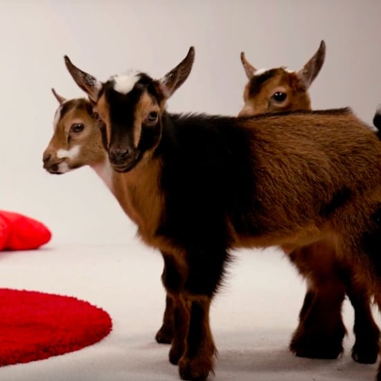 Baby Animal Yule Log on Animal Planet 2016