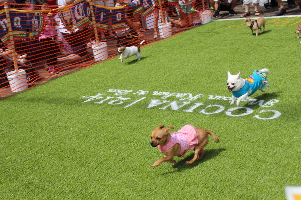 Running Of The Chihuahuas In Winter Park Fl Popsugar Pets