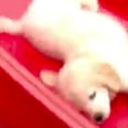 Watching This Golden Retriever Puppy Go Down a Slide Is the Best Thing That’s Happened to Me