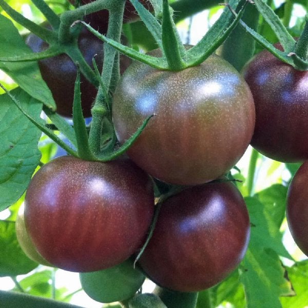 GrowJoy Black Cherry Tomato Plant