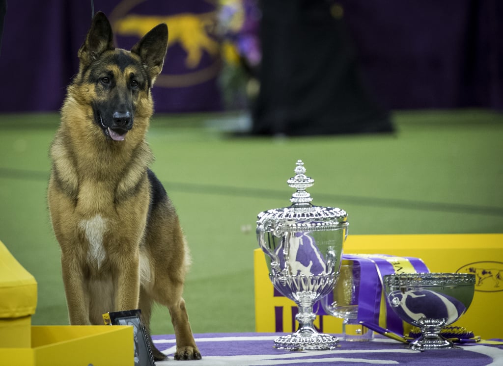 Rumor the German Shepherd Wins Best in Show at Westminster POPSUGAR