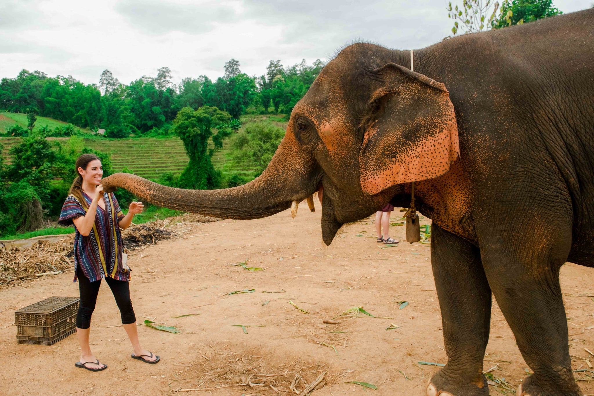 Elephant Tour Chiang Mai