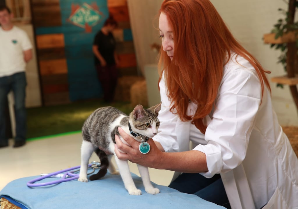 Purina ONE Cat Camp