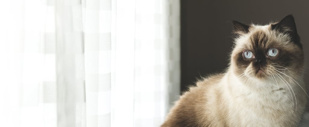 Do Cats Get Lonely?