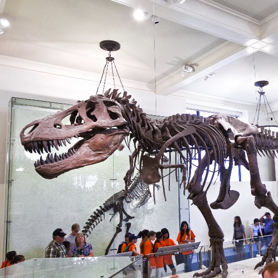 Museum Day Live