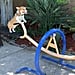 Video of Corgis on a Seesaw