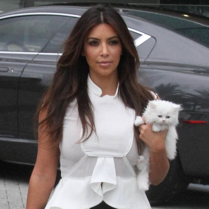 Kim Kardashian Mercy Persian Kitten Pictures Popsugar Celebrity 