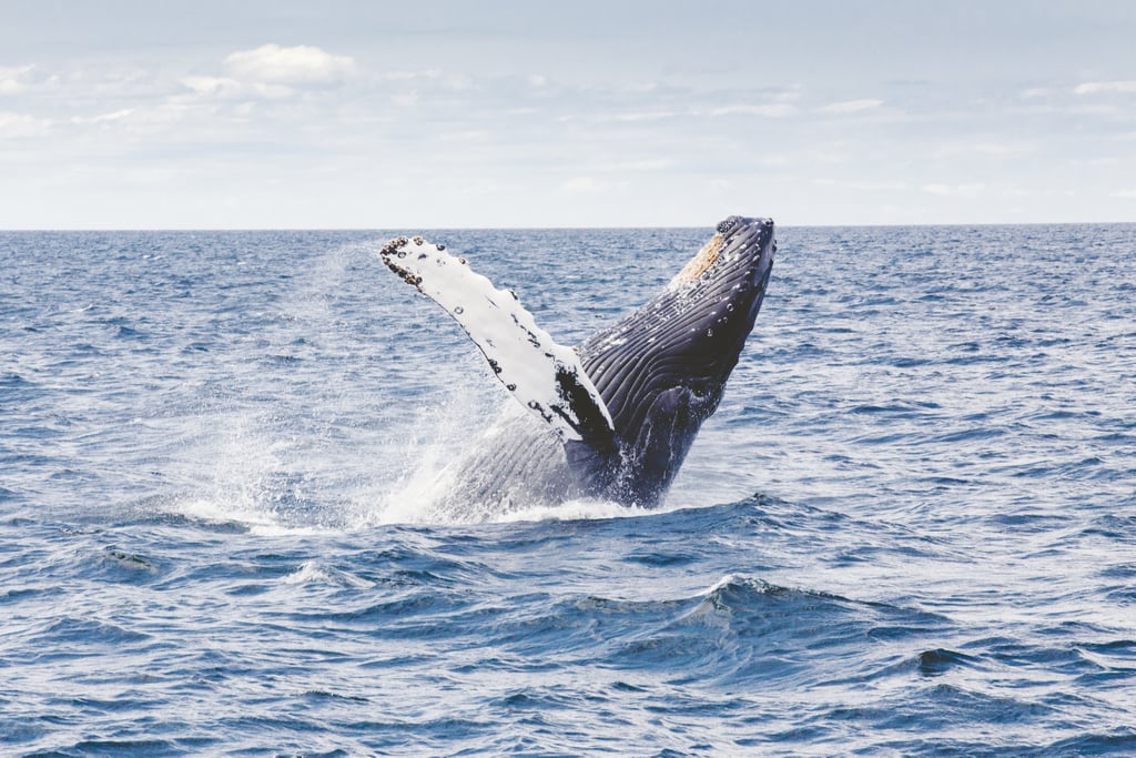 Humpback whales sing to each other.