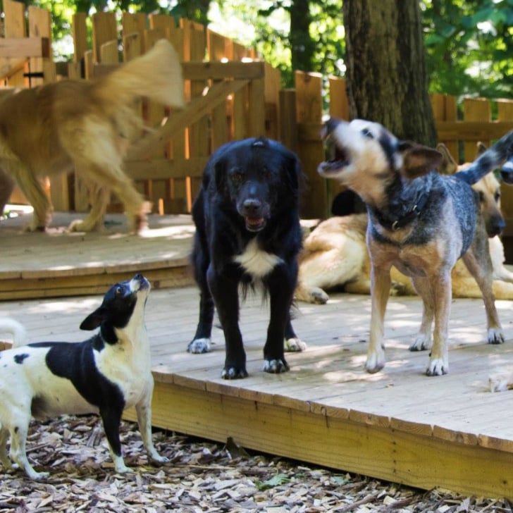 elderly dog sanctuary