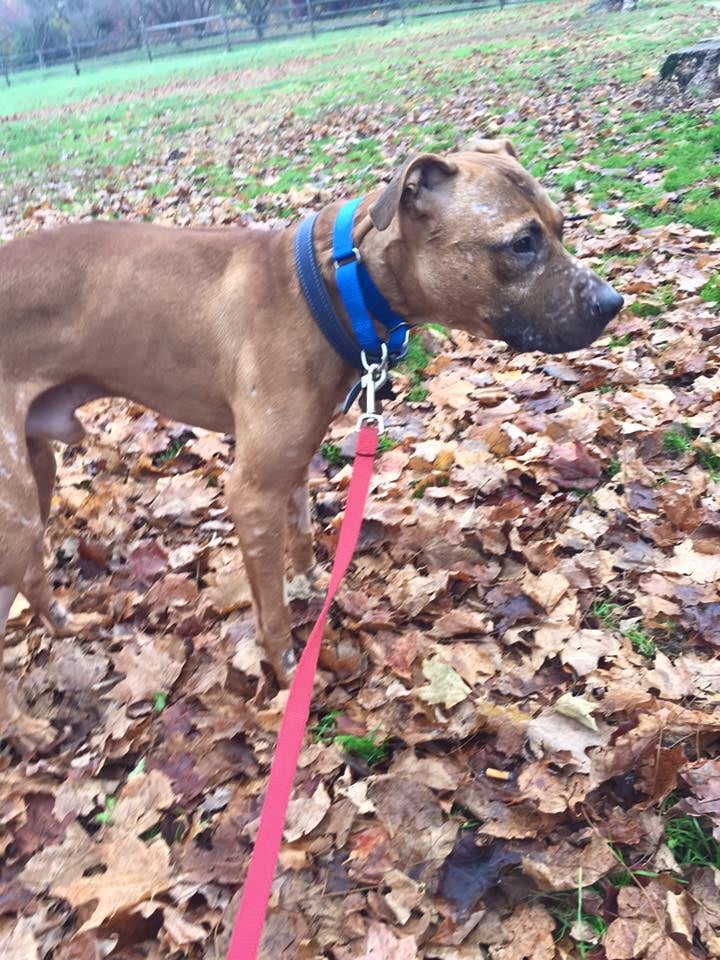 Pit Bull Rescued From Fighting Life