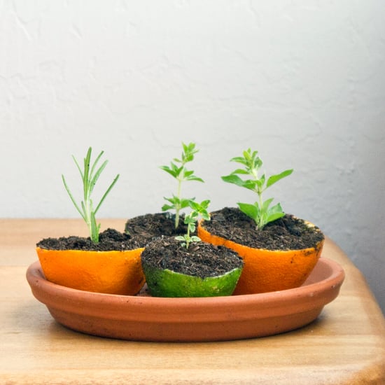 Orange Rind Seed Starters