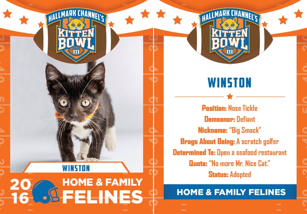 Kitten Bowl 2016