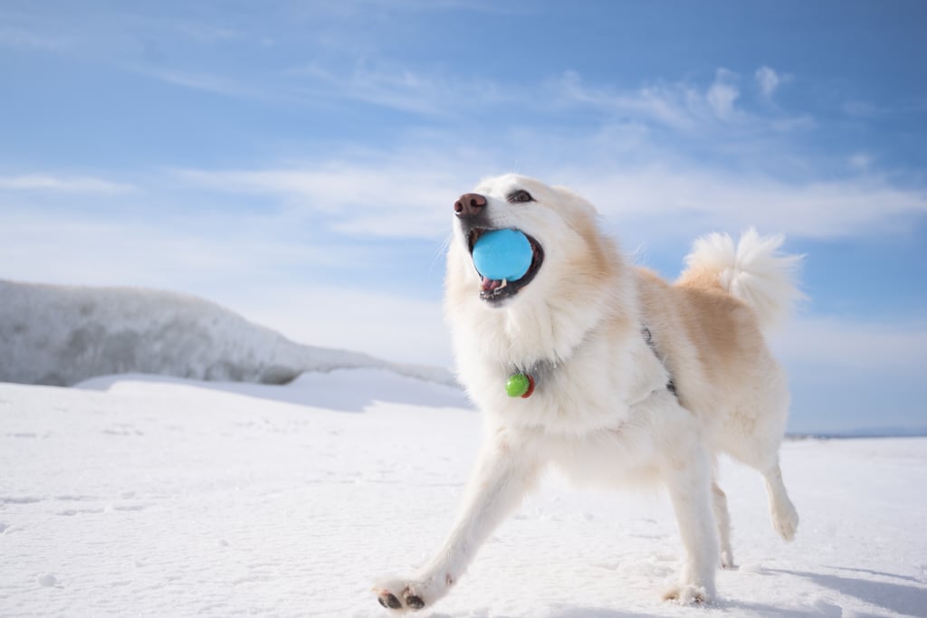 Cute Photos of Dogs in the Winter