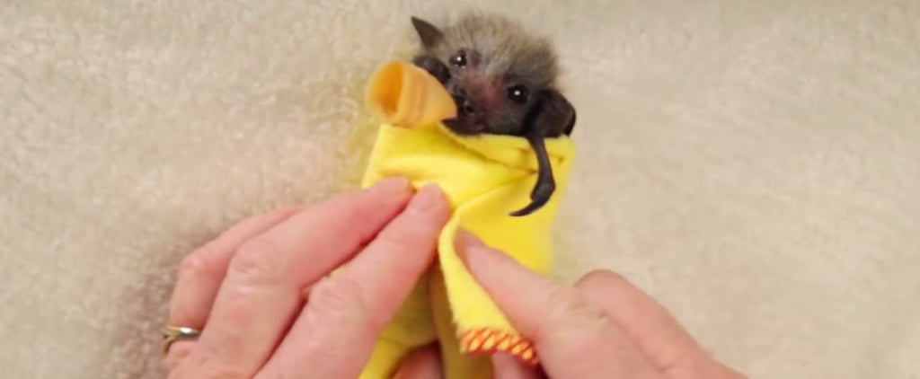 Baby Bats in Blankets