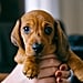 How Much Does It Cost to Have a Dog?
