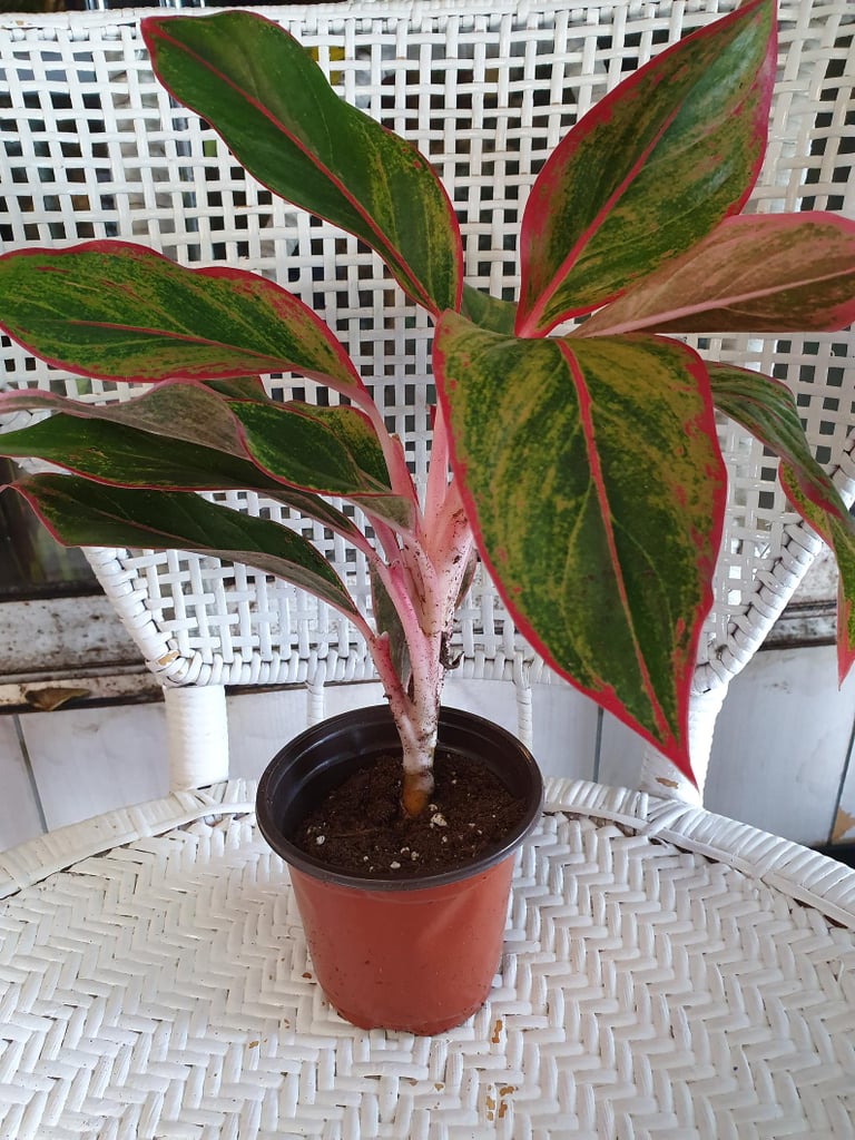 Chinese Evergreen Aglaonema 'Siam Aurora' Plant