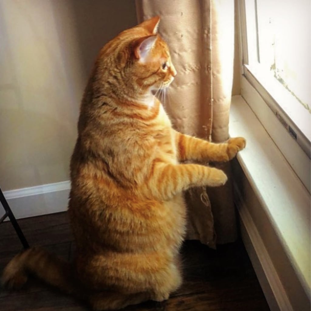 Photos Of Fat Cats Popsugar Pets