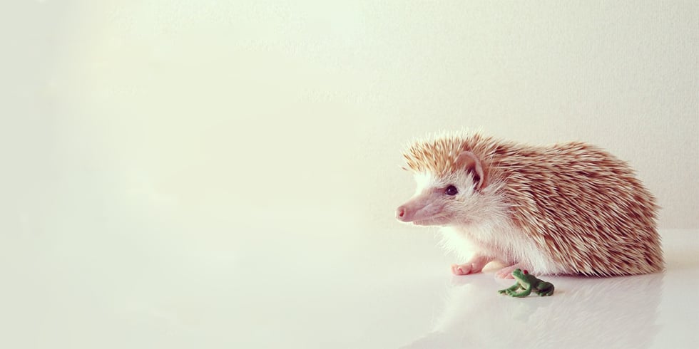 Darcy the Hedgehog I Pictures