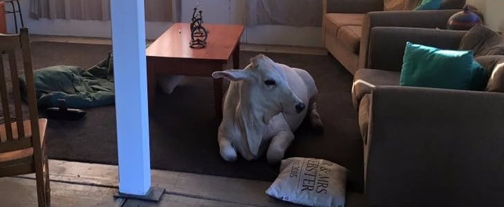 Family With Pet Cow