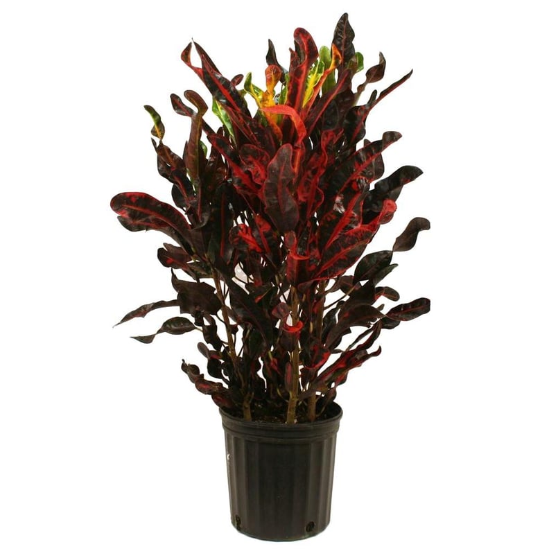 Croton Mammey Red