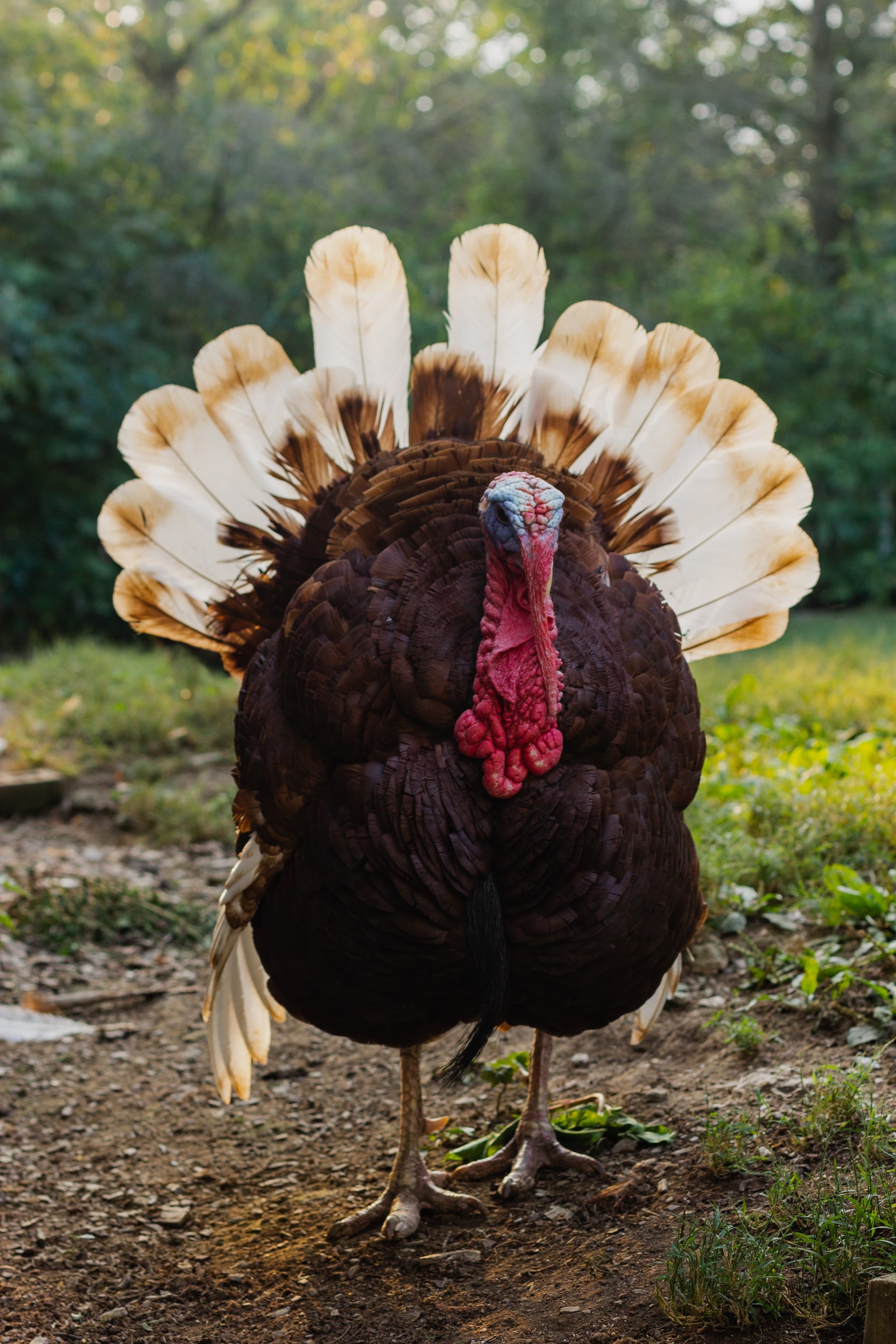 Thanksgiving Turkey Wallpaper Images  Free Download on Freepik