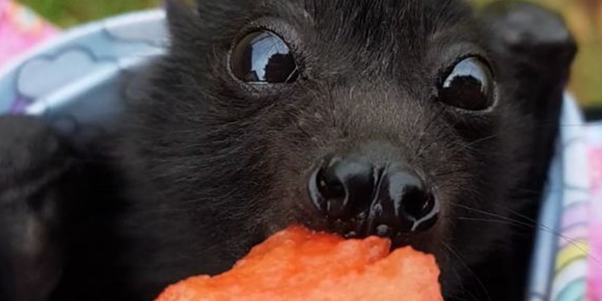 Baby Bat Eating Watermelon For the First Time Video POPSUGAR Pets