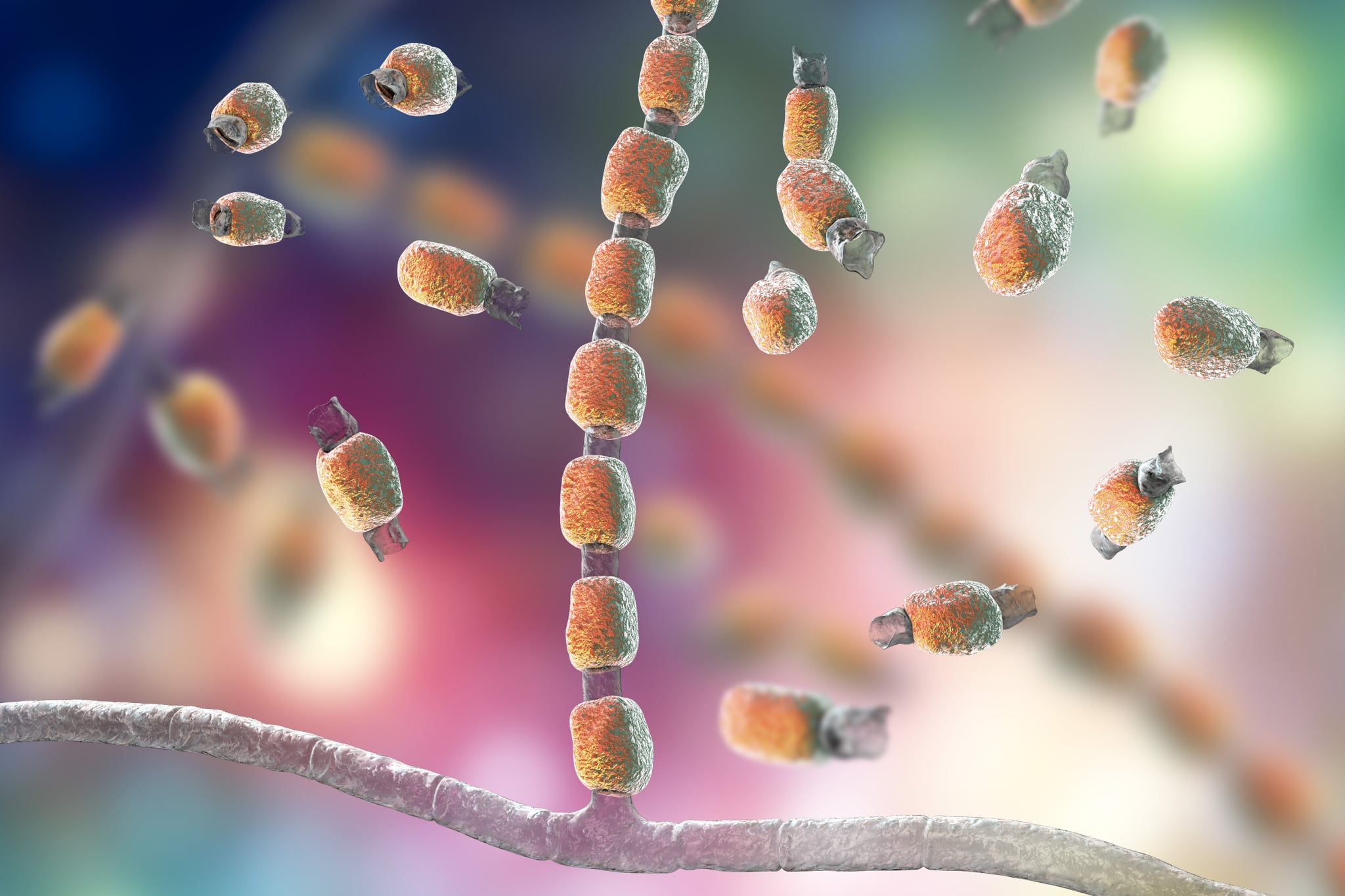 Fungi Coccidioides immitis, saprophytic stage, 3D illustration showing fungal arthroconidia. Pathogenic fungi that reside in soil and can cause infection coccidioidomycosis, or Valley fever