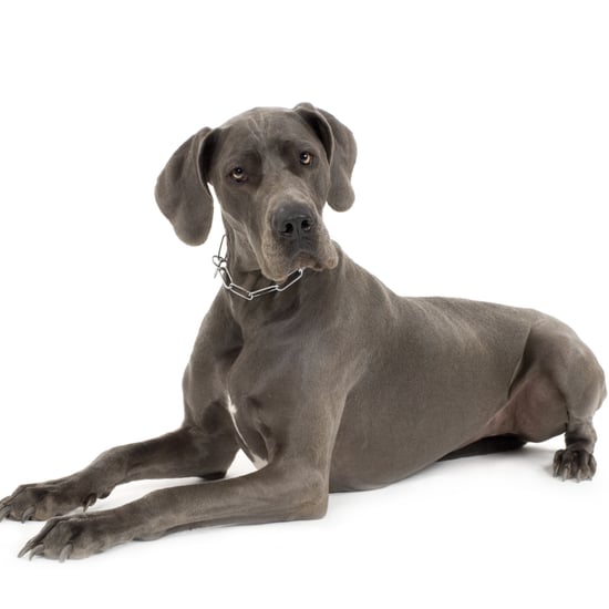 Great Dane Facts and Trivia