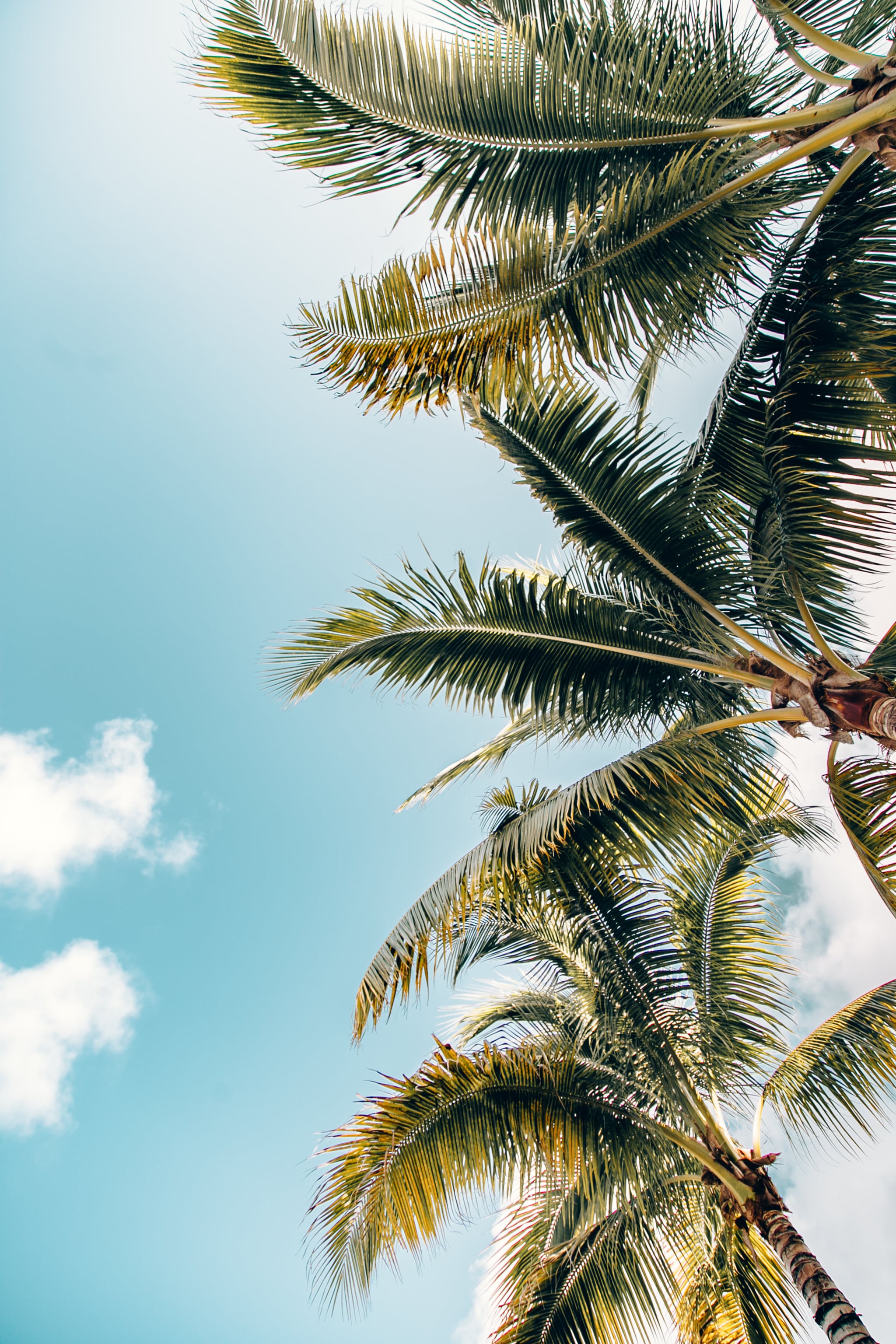 75 Tropical Wallpapers Free For Your Mobile Phone  Everything Abode