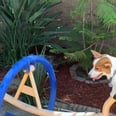 I Can’t Stop Laughing at These 2 Corgis Using a Seesaw Completely Correctly