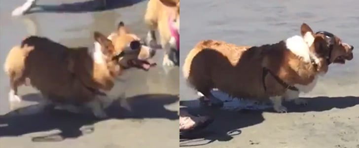 Corgi Wearing Goggles at the Beach | Video