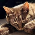 Traveling With an Anxious Cat? 6 Vet-Approved Ways to Ensure Your Feline Is Fine