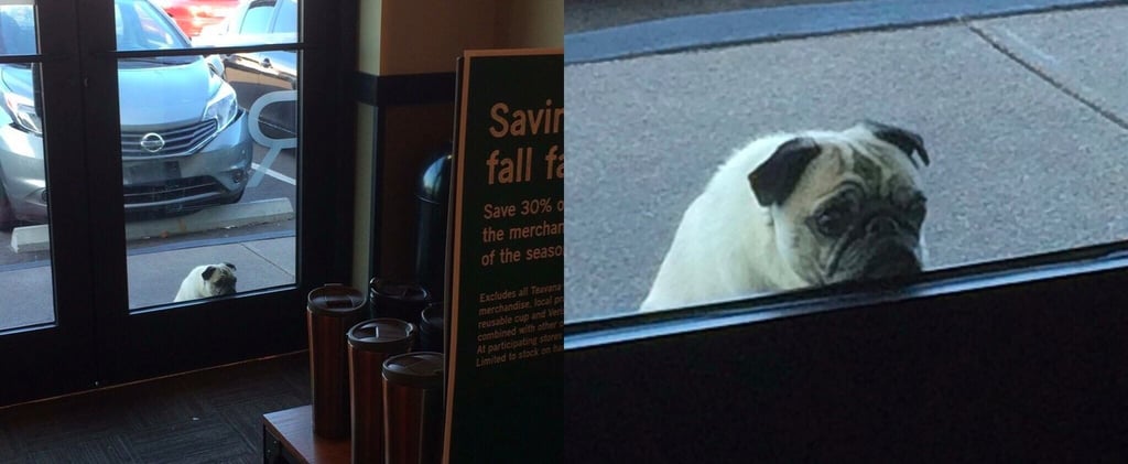 Pug Dog Waiting For Owner at Starbucks