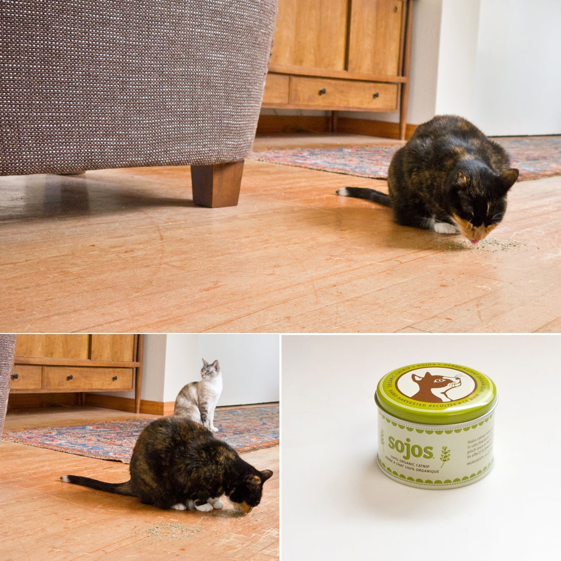 Sojos catnip discount