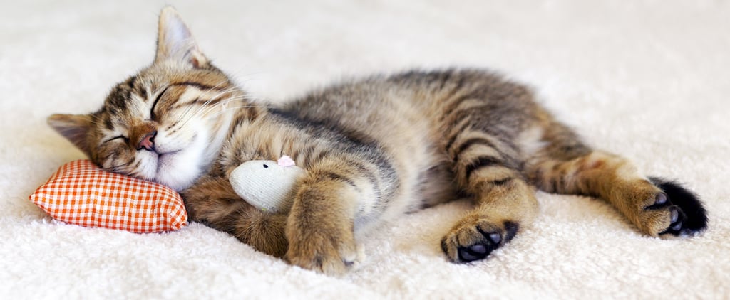 Pictures of Cats That Will Make You Jealous