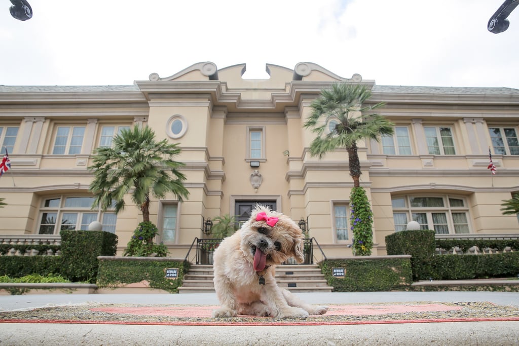 Marnie the Dog's Los Angeles Airbnb
