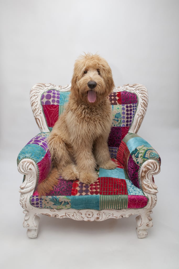 Cute Pictures of Goldendoodles