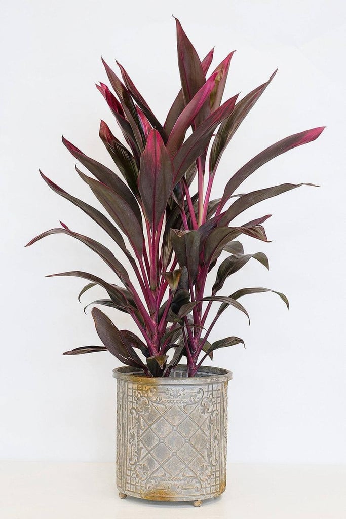 Dracaena Ti Plant