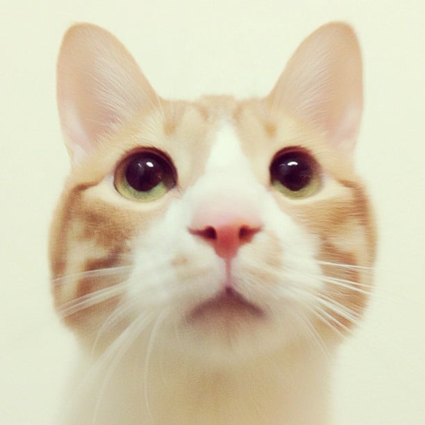 This Instagram account is full of minimalist-style pictures in a color palette that honors its favorite subject: Wheat the cat.
Source: Instagram user tomochunba