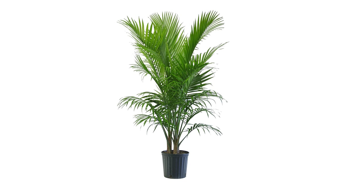 Majesty Palm in Pot (21) Houseplants on Amazon Prime POPSUGAR Home