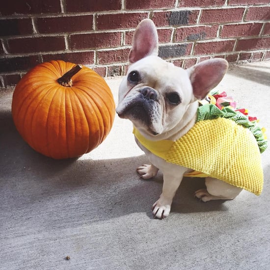 Dogs Dressed as Tacos