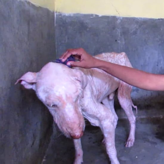 Street Dog Rescued in India | Video