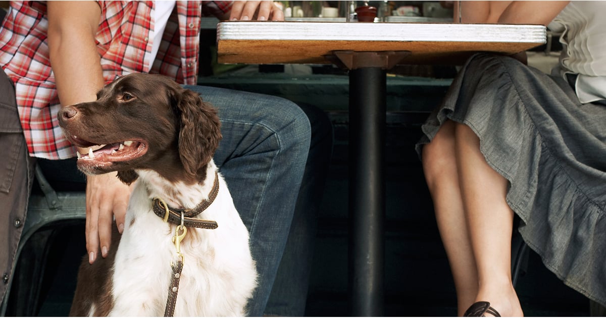 A closer look at Dog Dining With Friends Training