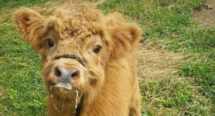 Cute Pictures of Highland Cows | POPSUGAR Smart Living UK